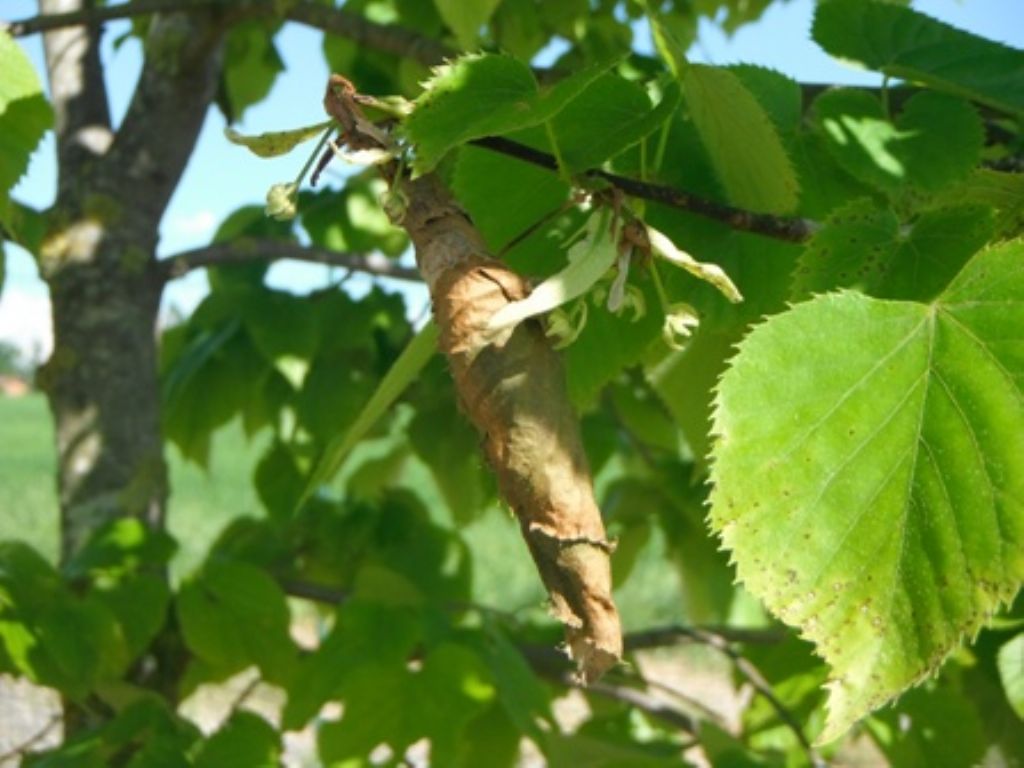 Richiesta ID: rotoli di Byctiscus betulae